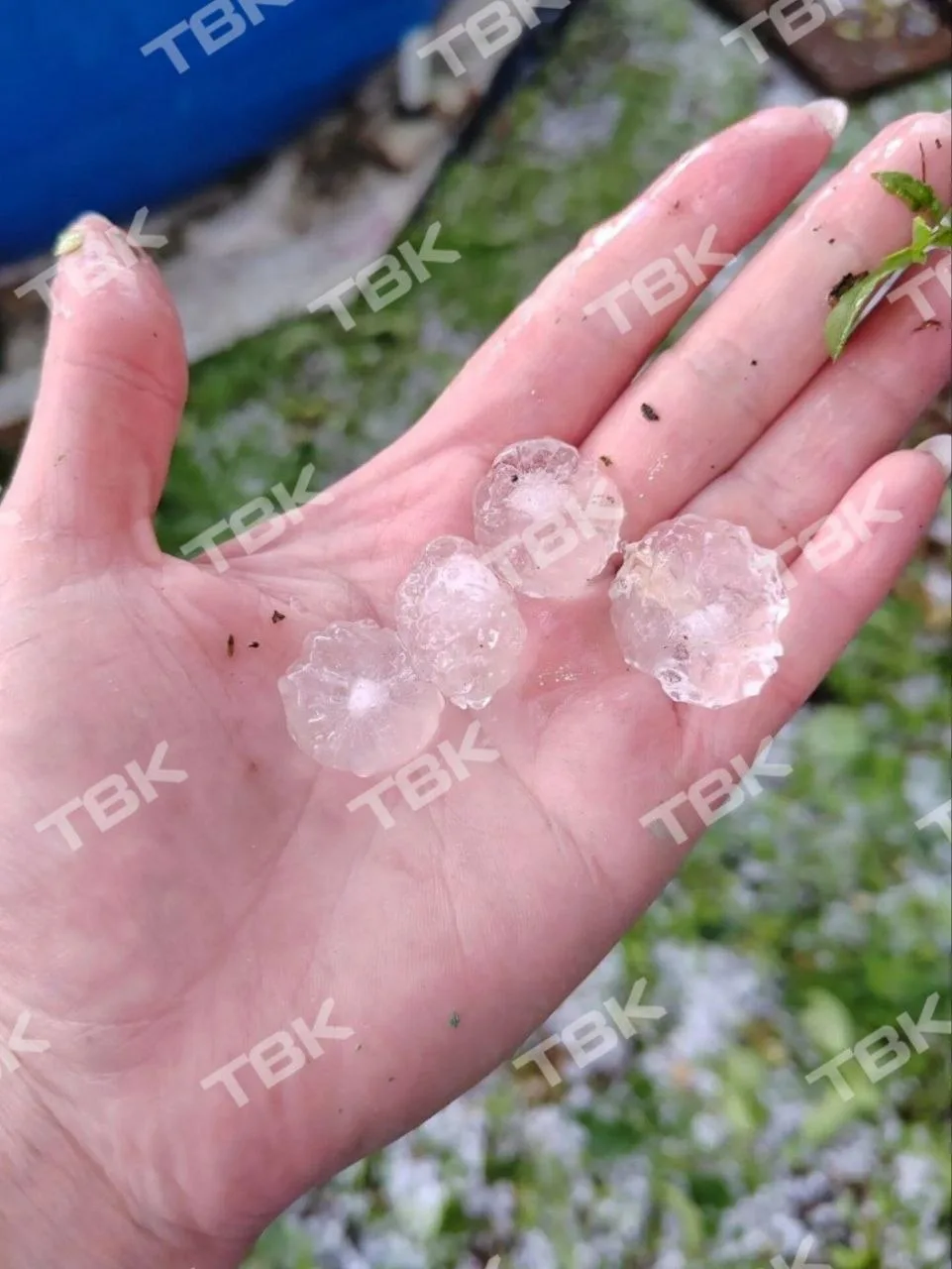 ❗⚡Град в Абакане

Пока красноярцы бегают под дождем, в столице Хакасии град с перепелиное яйцо выпал