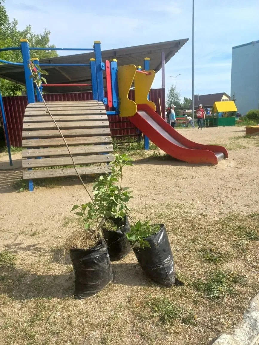 В выпускной в группе "Радуга" прошло трогательное и значимое мероприятие — посадка деревьев и кустар