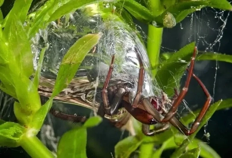 🕷 В водоёмах Вологодской области заметили одного из самых необычных пауков России