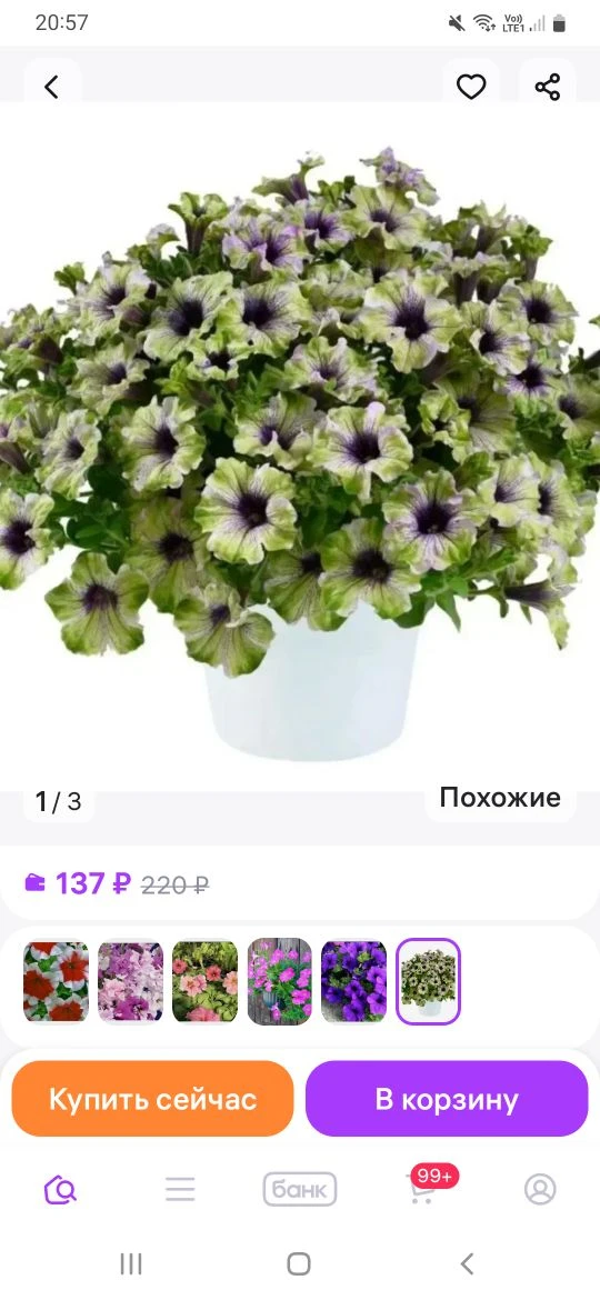 ❗️❗️❗️❗️❗️❗️❗️❗️❗️ Осторожно: семена вегетативных петуний — ловушка для цветоводов  В последнее врем
