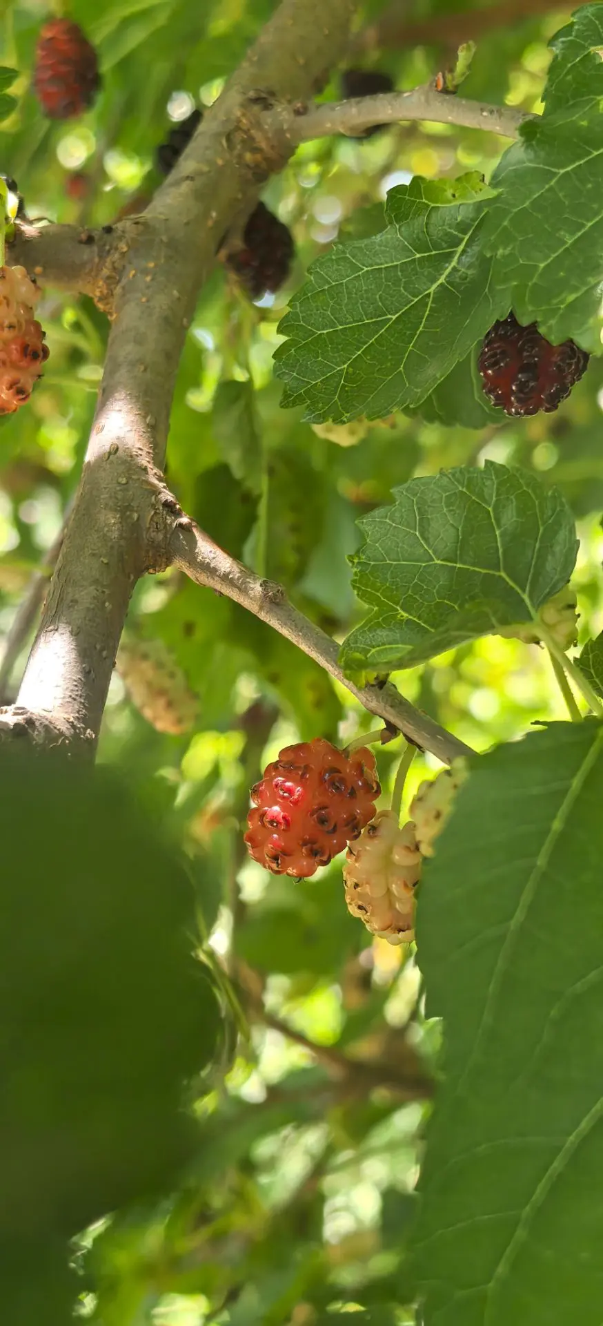 🍇 50 оттенков тютины украшают это пятничное утро!

В Горячем Ключе наконец-то наступила та самая сл