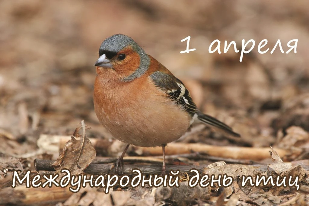 🦉Международный день птиц каждый год празднуется в одну и ту же дату —  1 апреля, ведь именно в этот 