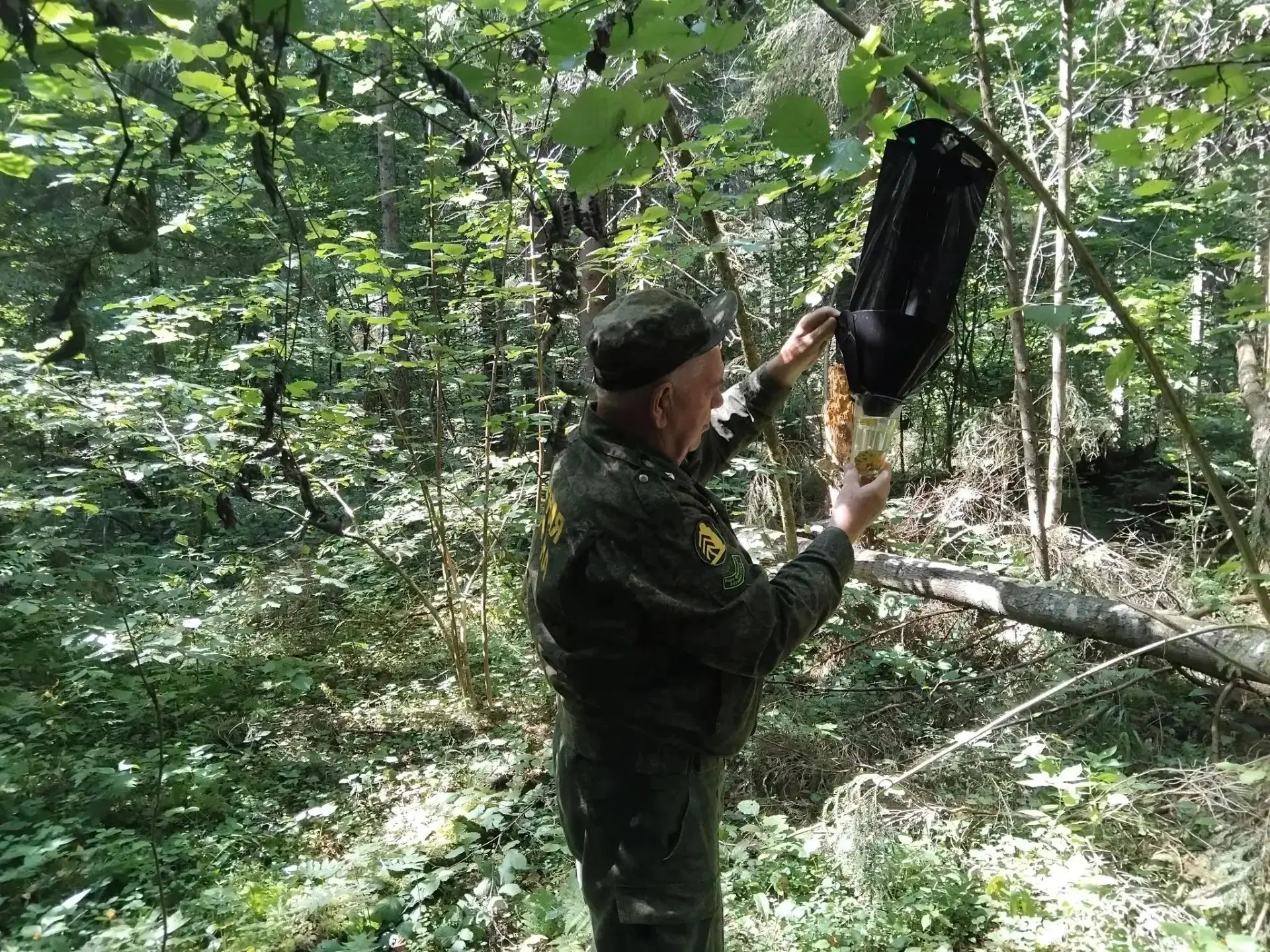 ✅Фитоловушки помогают в мониторинге состояния леса.
