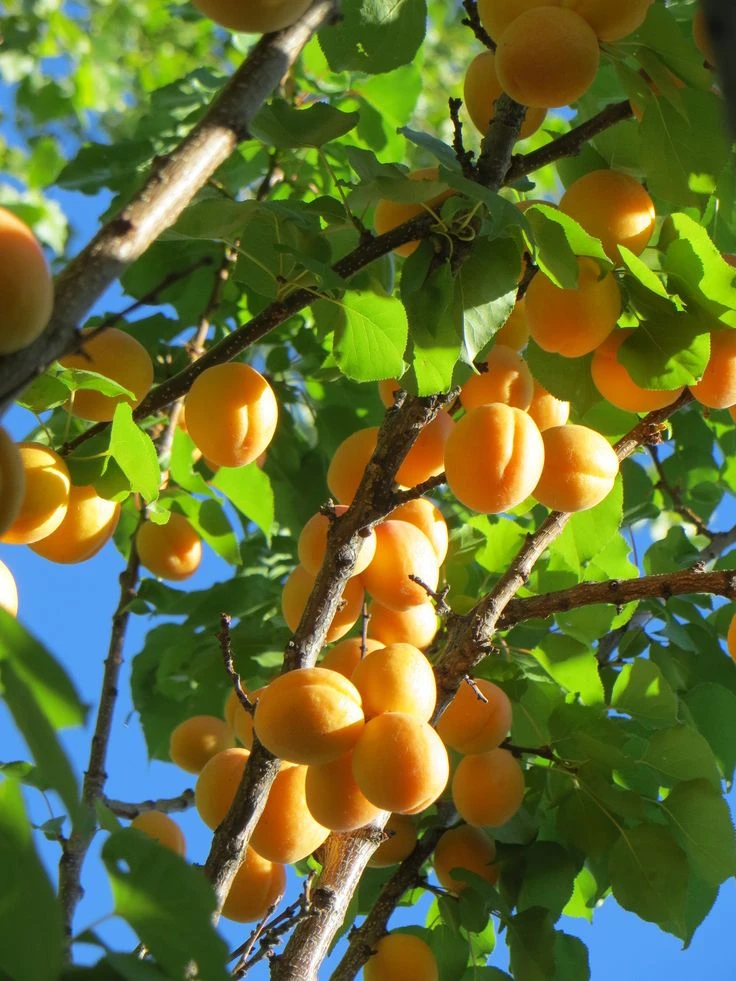 Сладкое Лето в каждой целебной капле🍑!