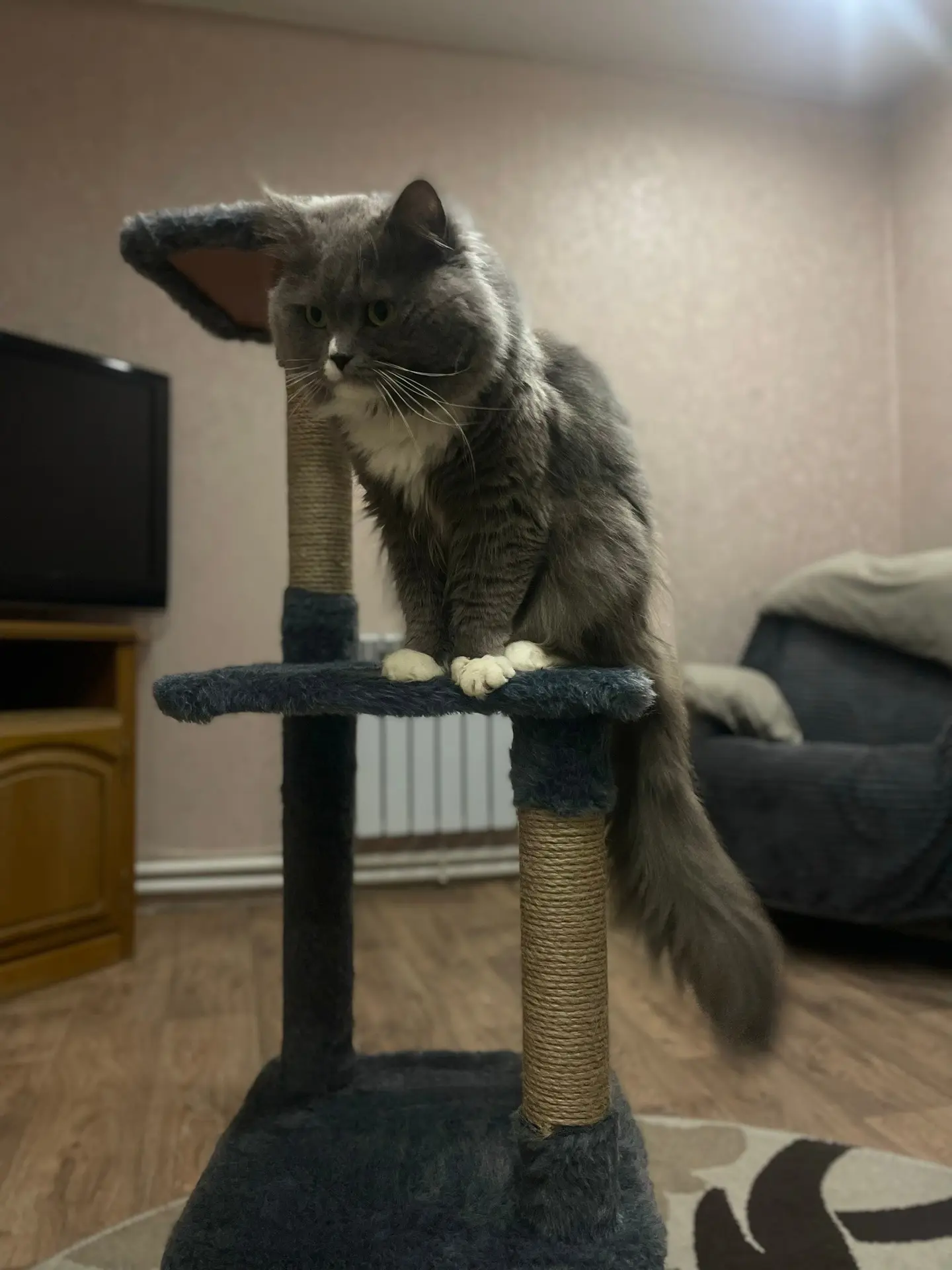 ПРОПАЛ ДОМАШНИЙ КОТ,в районе третьей школы,помогите найти!!!