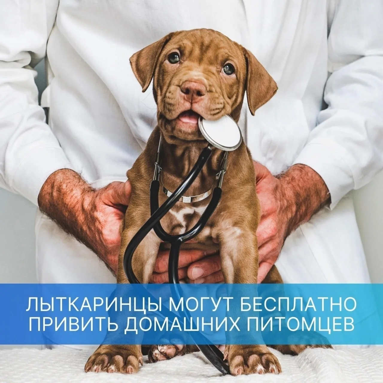 Жители нашего города смогут бесплатно привить домашних животных
