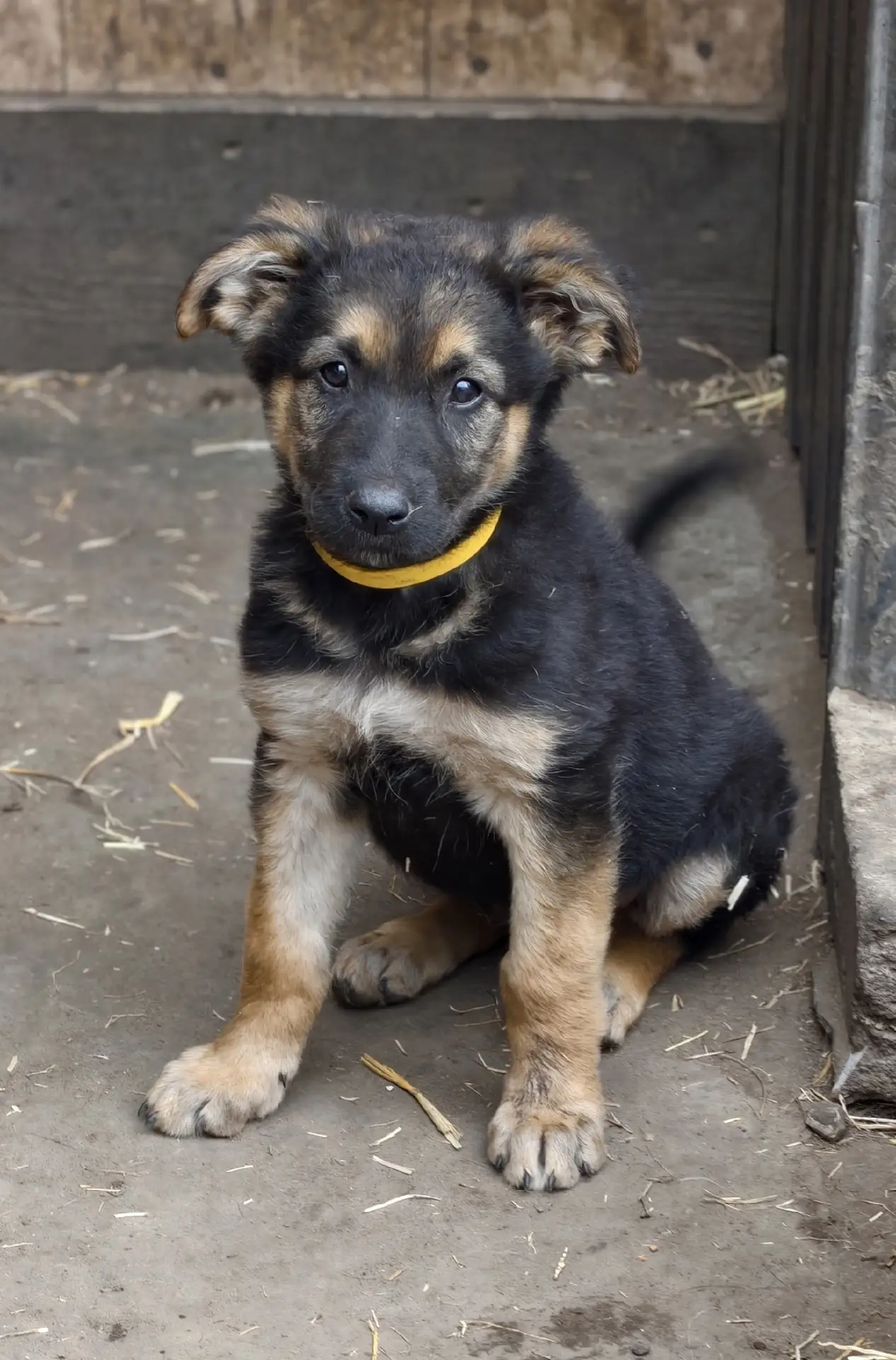 🐾✨ ЩЕНОК В ДОБРЫЕ РУКИ! ✨🐾