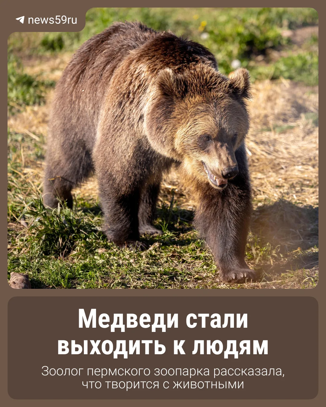 Несколько дней назад страну потрясла новость: медведь напал на палатку с туристами на А...