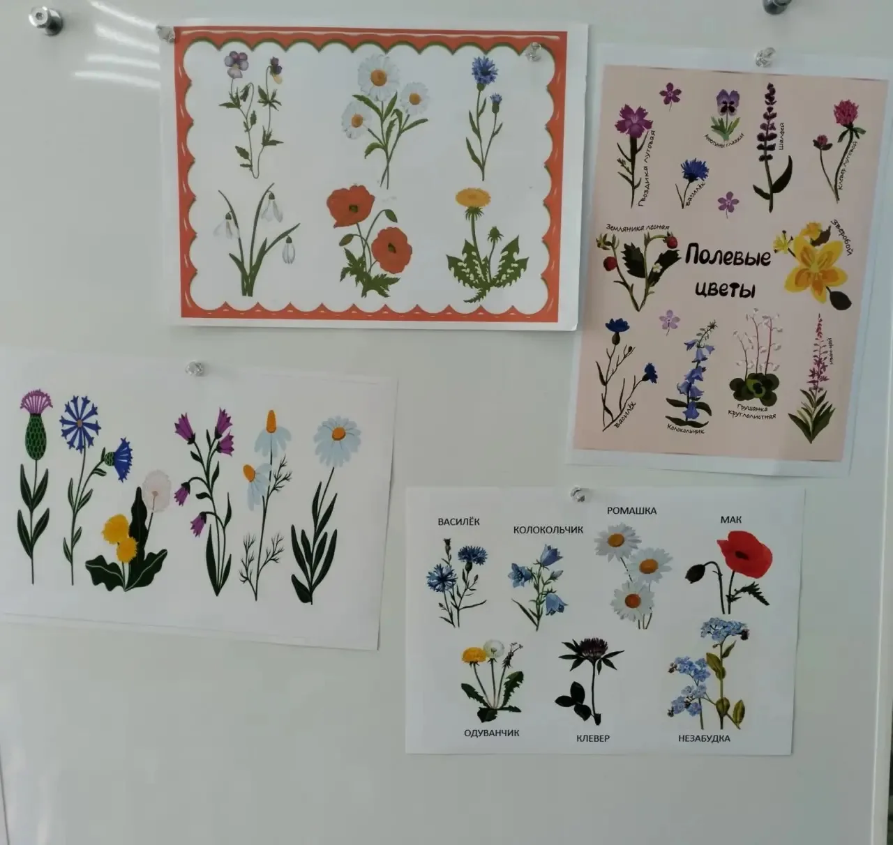 Маленькая радуга полевых цветов в нашей группе 🌼