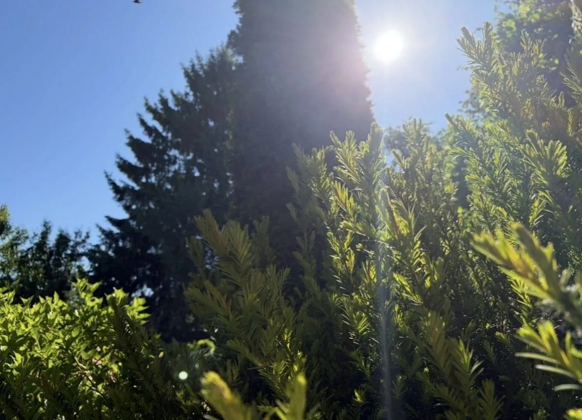 ☀️Самым тёплым днём недели в Брянской области станет четверг