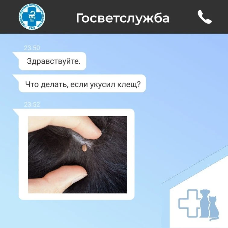 Защита питомцев от клещей.
⁣
Укус клеща сам по себе неприятен, но главная угроза — это инфекции, кот