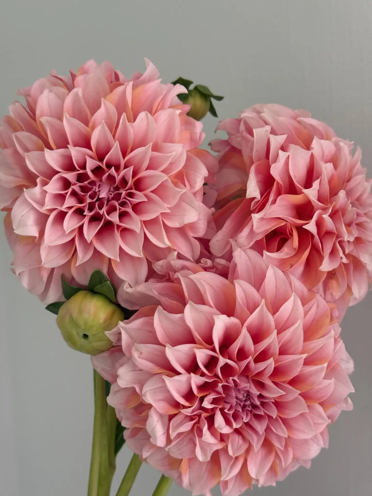 Такие нежные, что невозможно отвести взгляд 🌷