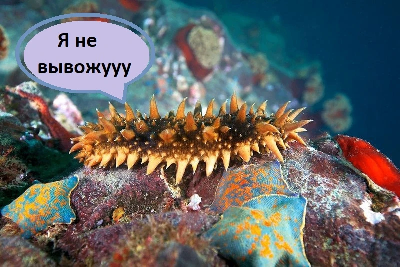 Морской огурец в генетическом рассоле

Учёные из Владивостока взяли дальневосточного трепанга и букв