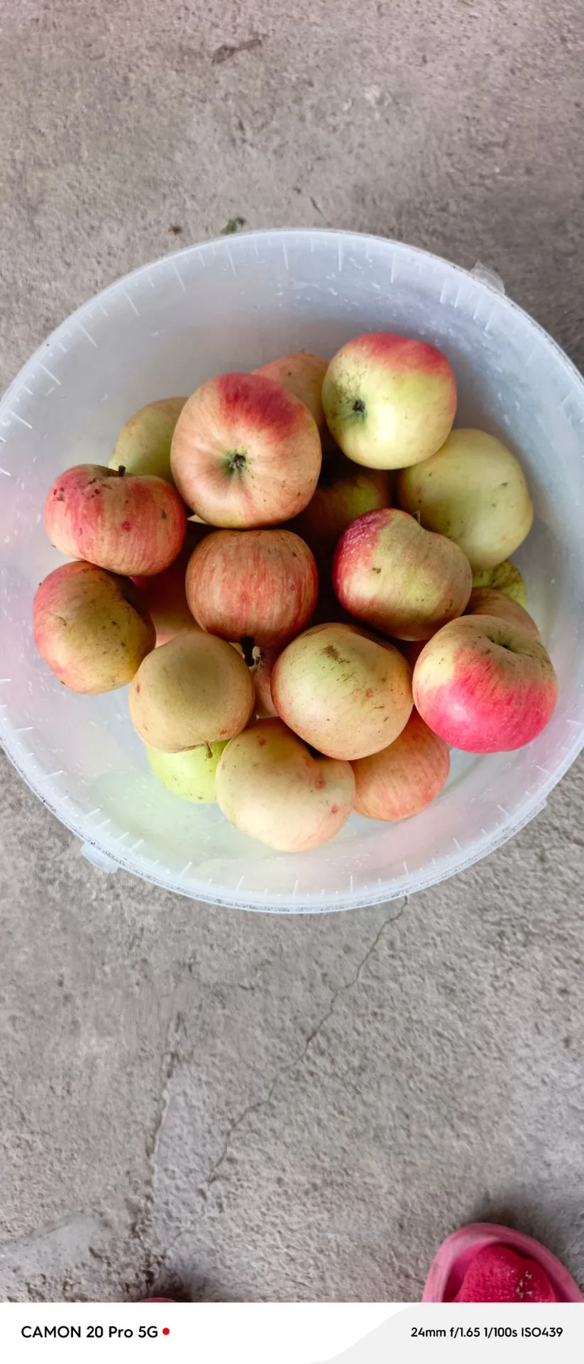 Яблоки такие красивые 🍎