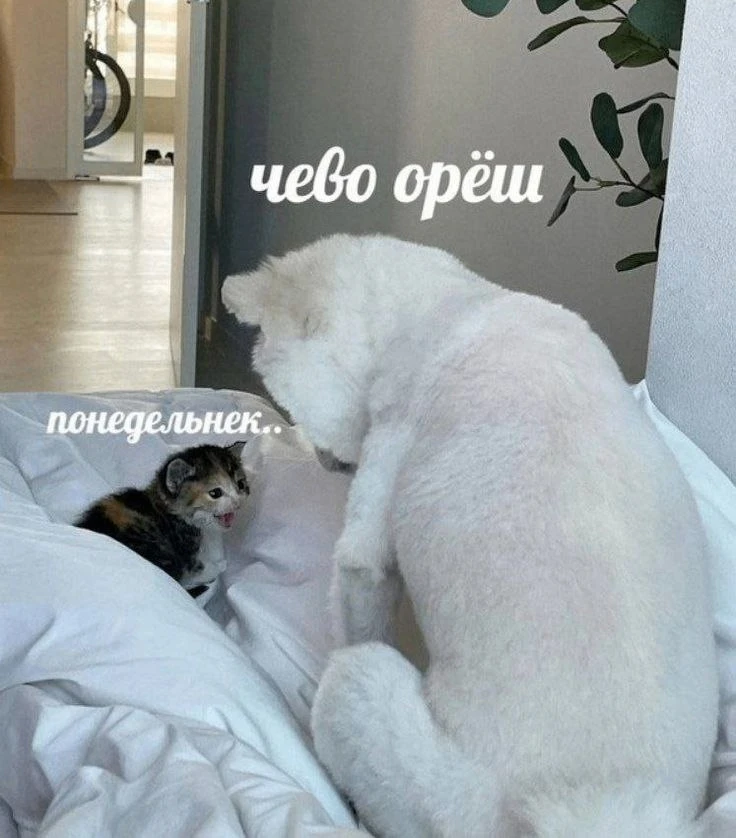 Понедельник — день тяжелый, но без роллов не оставим 🙌