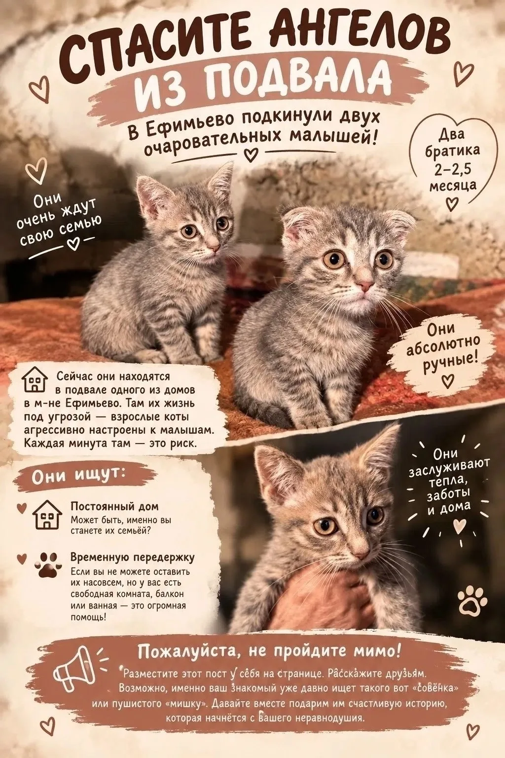 В микрорайон Ефимьево подбросили трёх котят — и им совершенно некуда идти.
