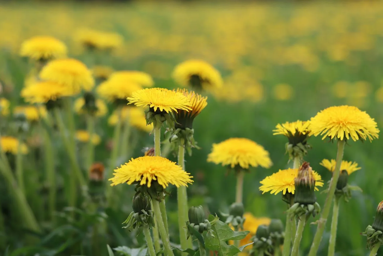 Наслаждайтесь, расцветая... ☀🌸🦔  Весна врывается в ленту: сирень цветет, солнце жарит, а воздух тако