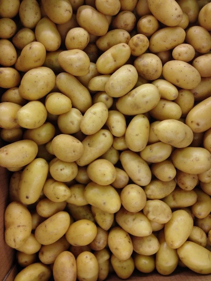 🥔 Я каждый год при посадке картофеля в каждую лунку кладу горох или бобы и получаю шик...