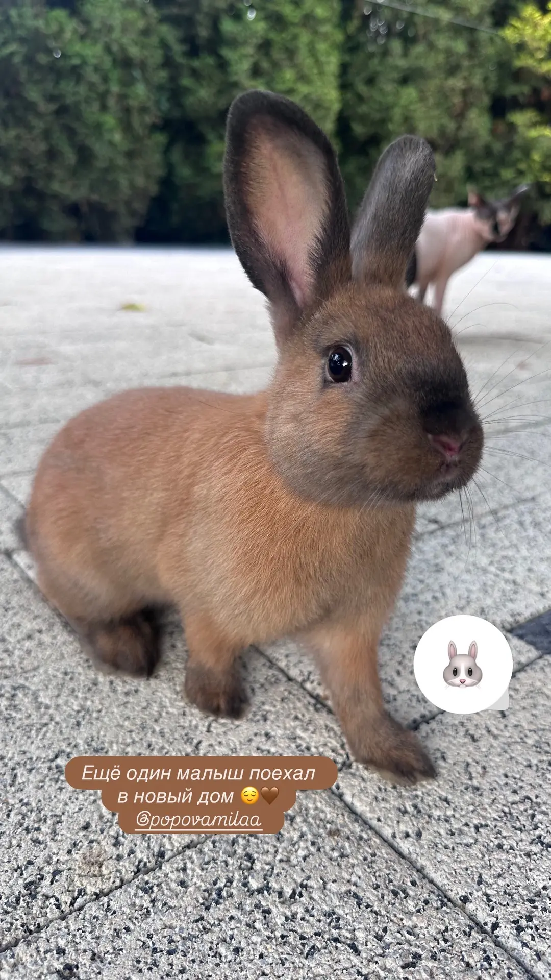 🐰Новости нашего кроличьего городка