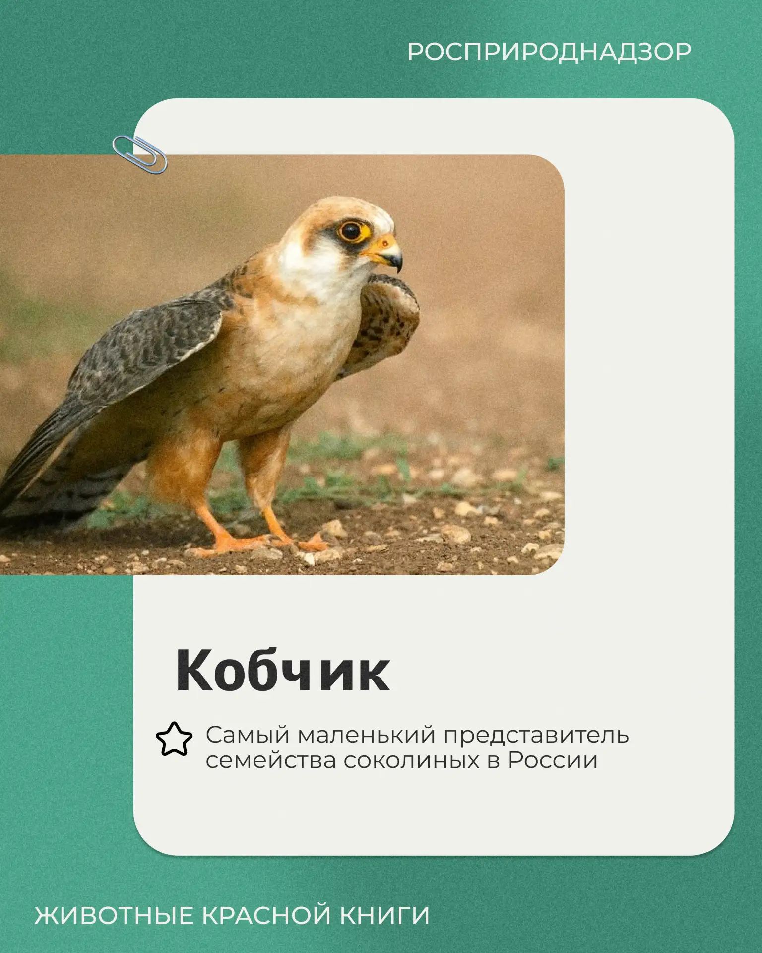 Начнем с миниатюрного хищника семейства соколиных - кобчика. Эта птица размером чуть меньше голубя, 