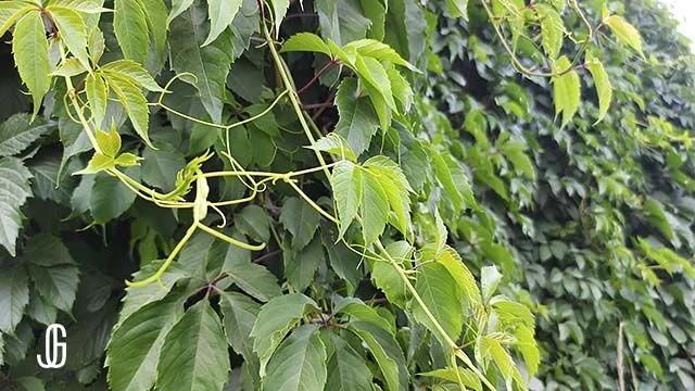 🌿Какой праздник принято отмечать 23 июля по народному календарю.
23 июля — Антоний.
🌺Традиции и об