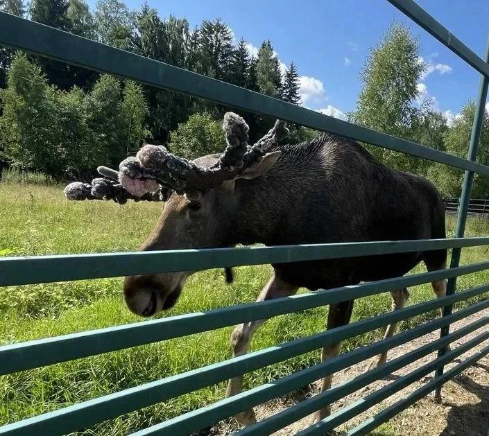 Осторожно: лосиный гон