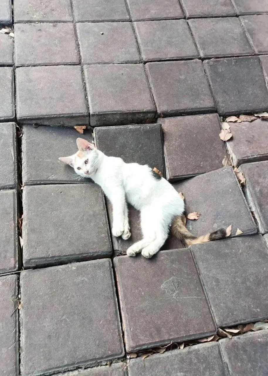 Невыносимая тяжесть котия
