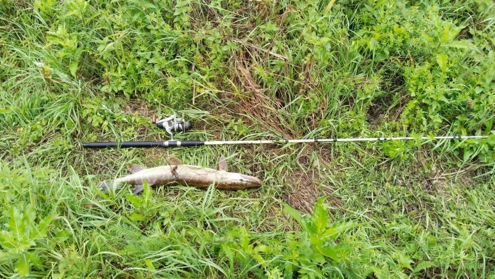 🎣 Щука вдоль волны, замороженный жук и «умная» кормушка: рыбакам рассказали главные секреты июня  На