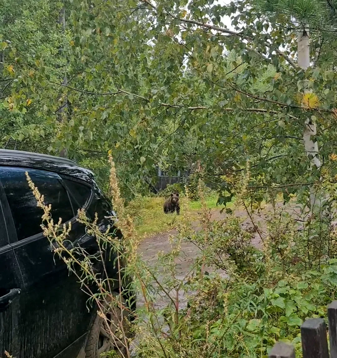 ☝️🐻 Встреча с медведем: главные правила поведения, которые спасают жизнь