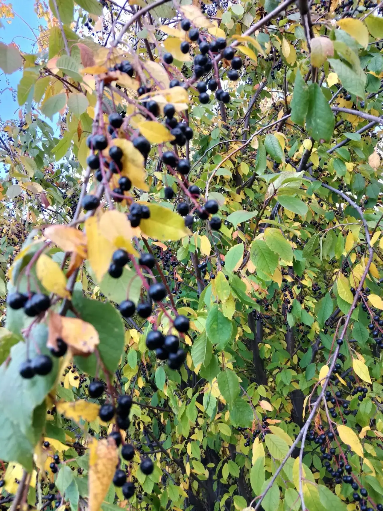 🍂«Пять цветов осени»