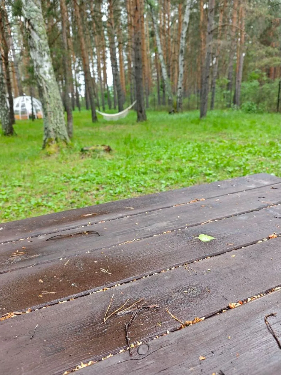 Главный летний SPA. Бесплатно. Без очереди. Просто выйди и вдохни.