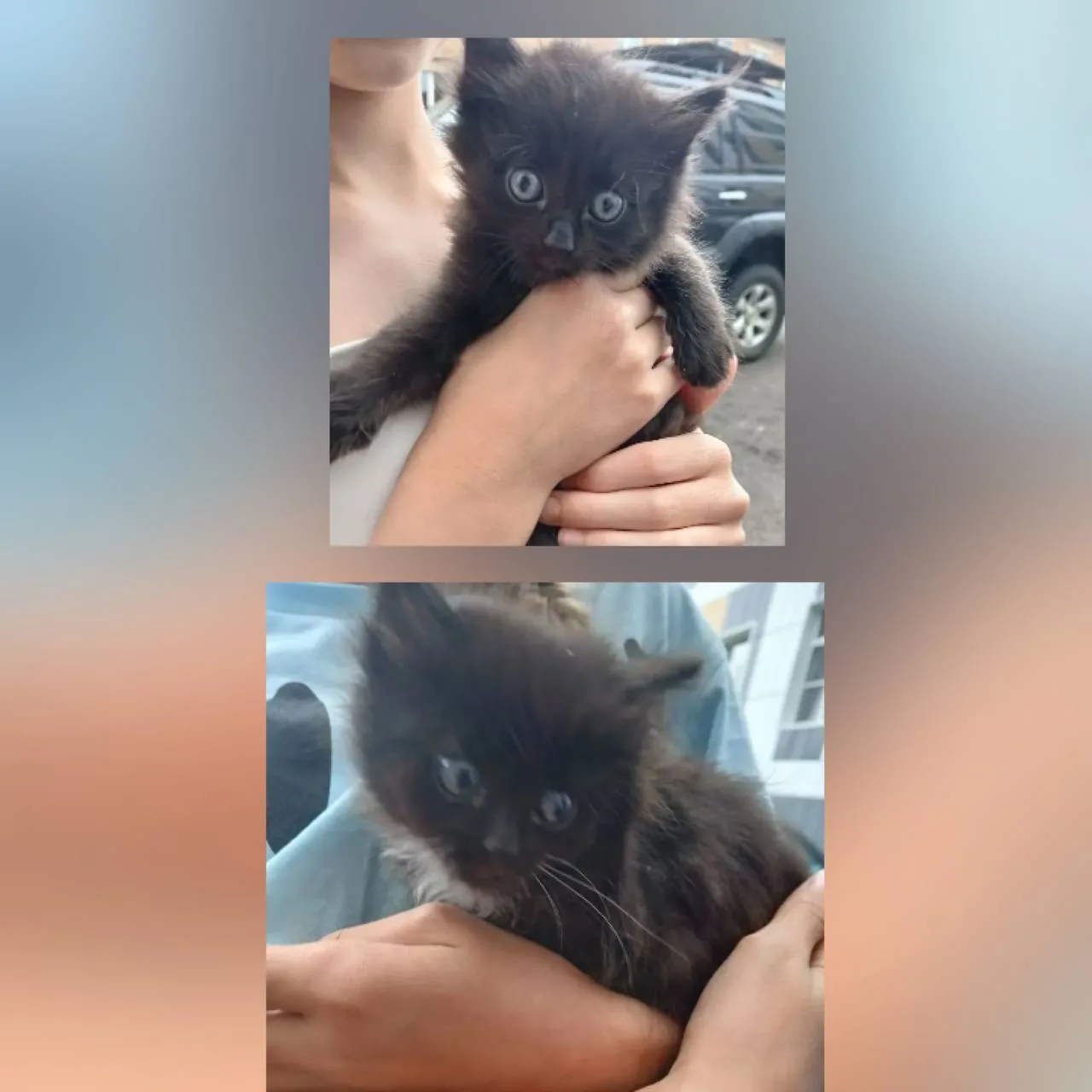 ❣️❣️❣️Милейшая котобанда, ищут дом. Аппетит отменный, лоток освоили. 🙏Спасите маму-кошку, она от ни