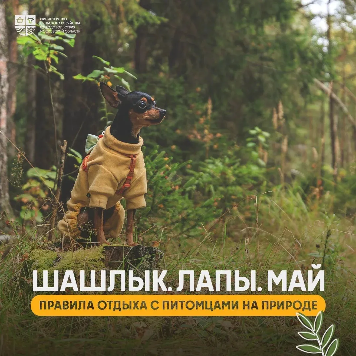 🦮 Отдых с питомцем: как сделать майские праздники безопасными   🐾 Майские праздники – отличный повод