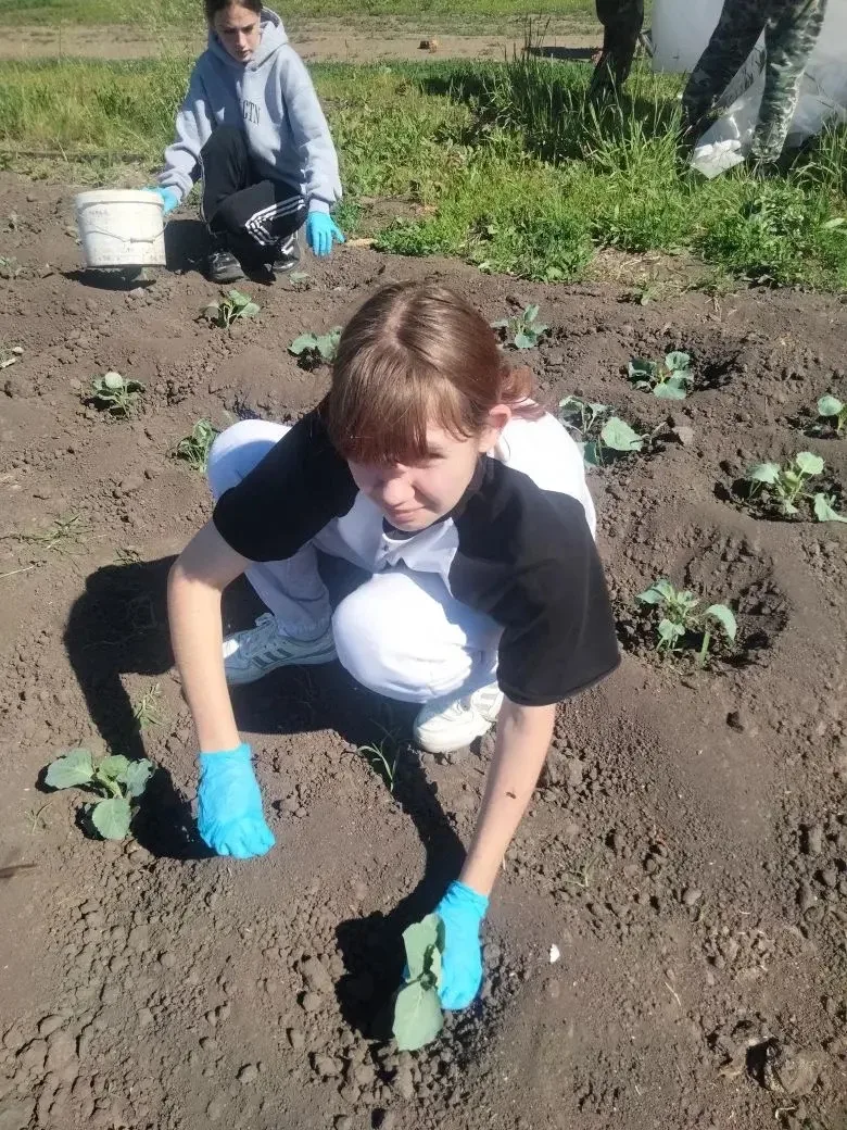 На учебном хозяйстве — горячая пора!
Завершена прополка ягодных культур. Студенты освоили технологию