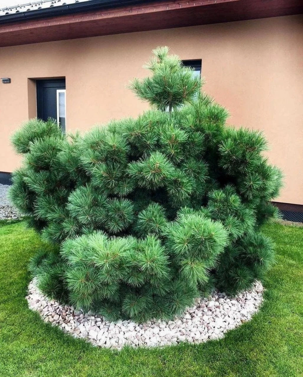 Красивое и изящное решение — сосна Веймутова в качестве одиночной посадки 🌲