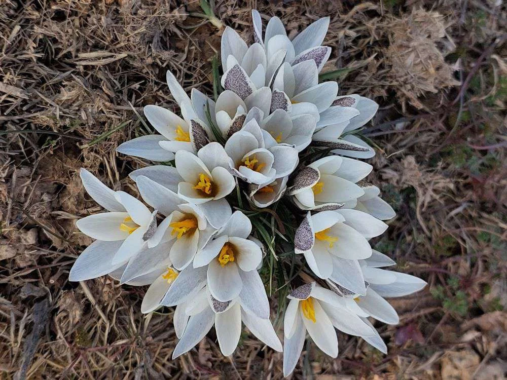 🌱 Почему первоцветы спешат цвести так рано? 🌼  Вы замечали, что первые цветы появляются, когда снег 
