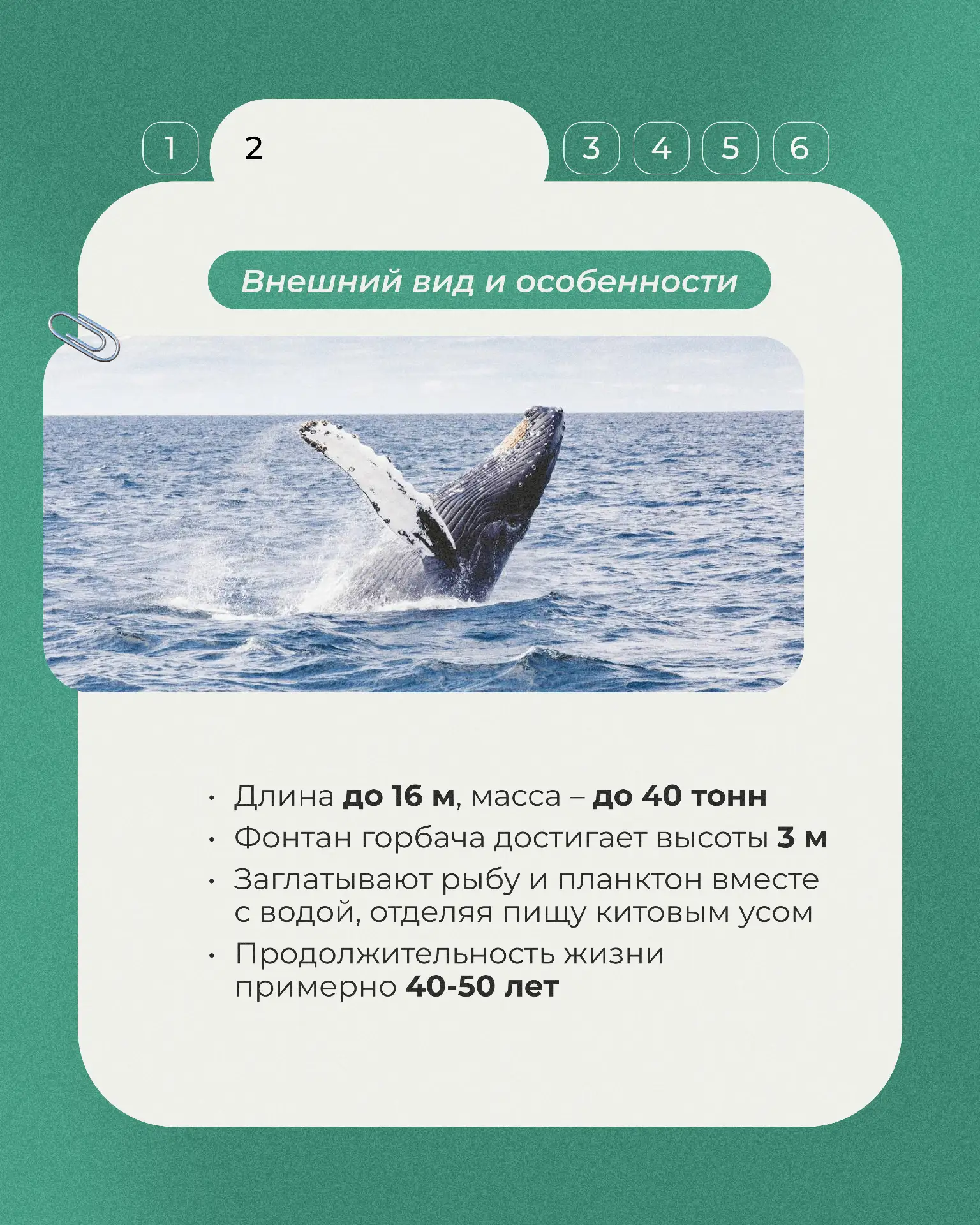 Сегодня в рубрике «Животные Красной книги» горбатый кит - величественный обитатель Баренцева моря, и