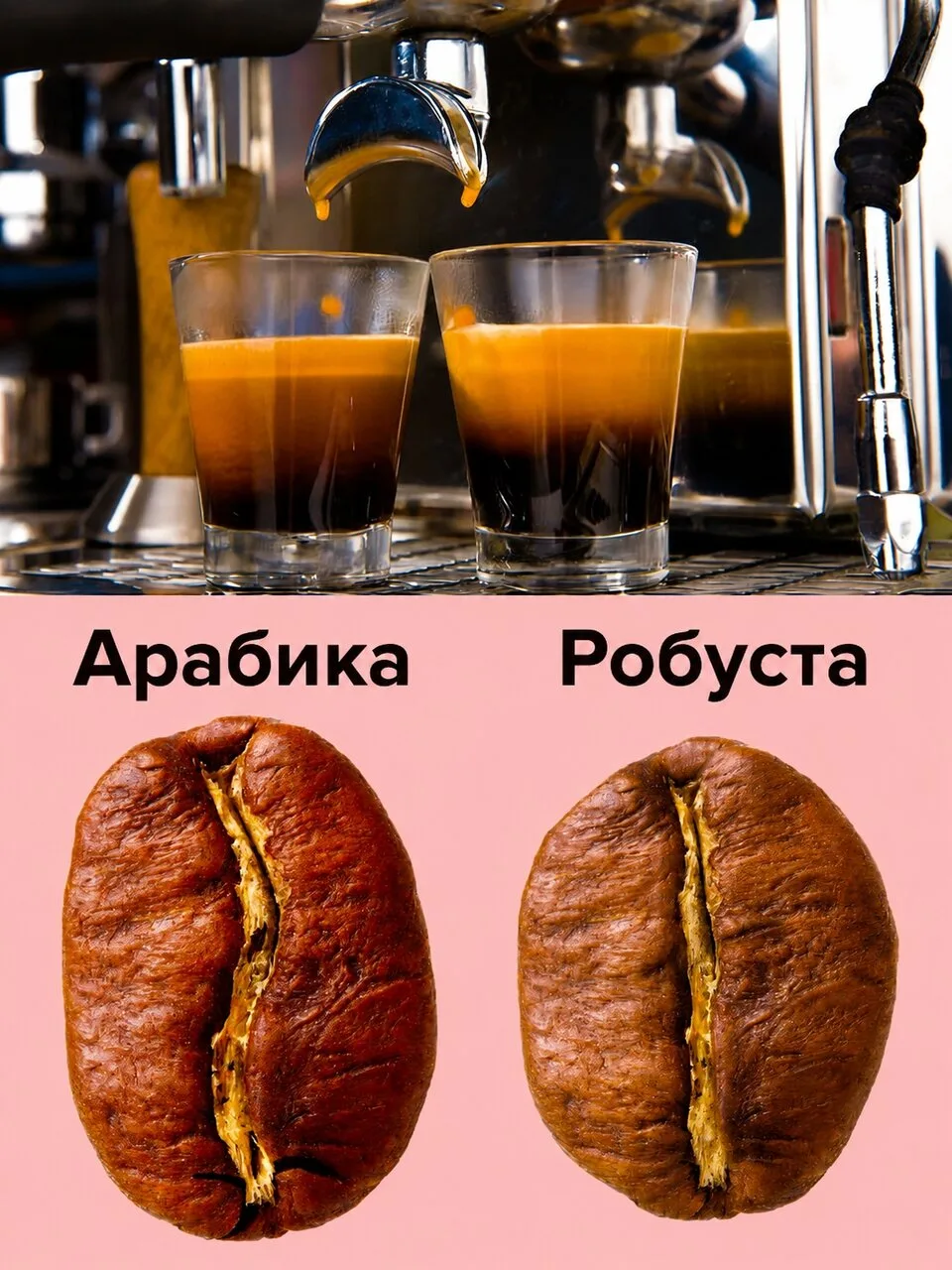 КАК ВЫБРАТЬ ЛУЧШИЙ КОФЕ: АРАБИКА ИЛИ РОБУСТА

Арабика и робуста — два основных типа кофейных зёрен, 