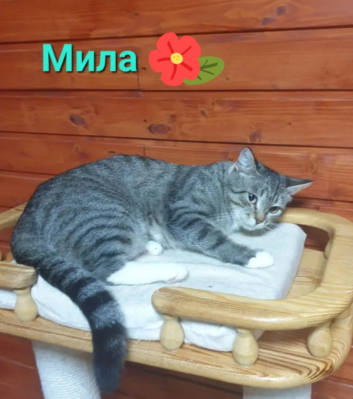 Кошечка МИЛА  в поиске любящей семьи❣️