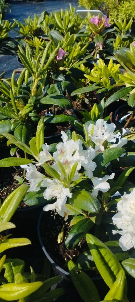 🌺 Стойкие сорта рододендронов, достойно выдержали  зиму и зацвели. 
Без дополнительных укрытий пере