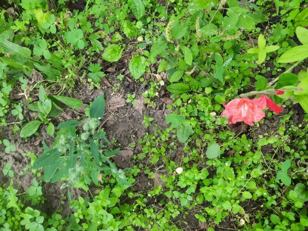 🐻Полакомился грушей и сливой: по дачам в Зейском округе прогулялся медведь