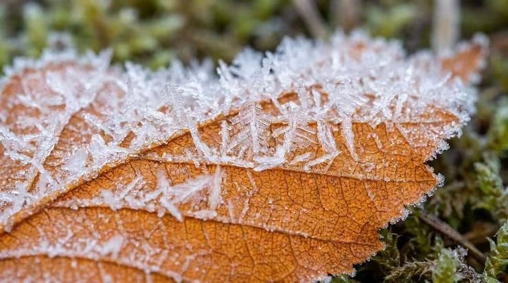 🥶 Заморозки до −5°C ожидаются в Москве и Подмосковье ночью.