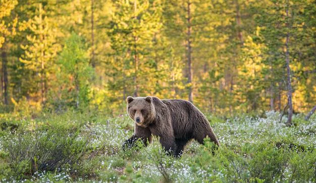 ⚡️В Туве при реальной угрозе медведя разрешён вынужденный отстрел без разрешения.