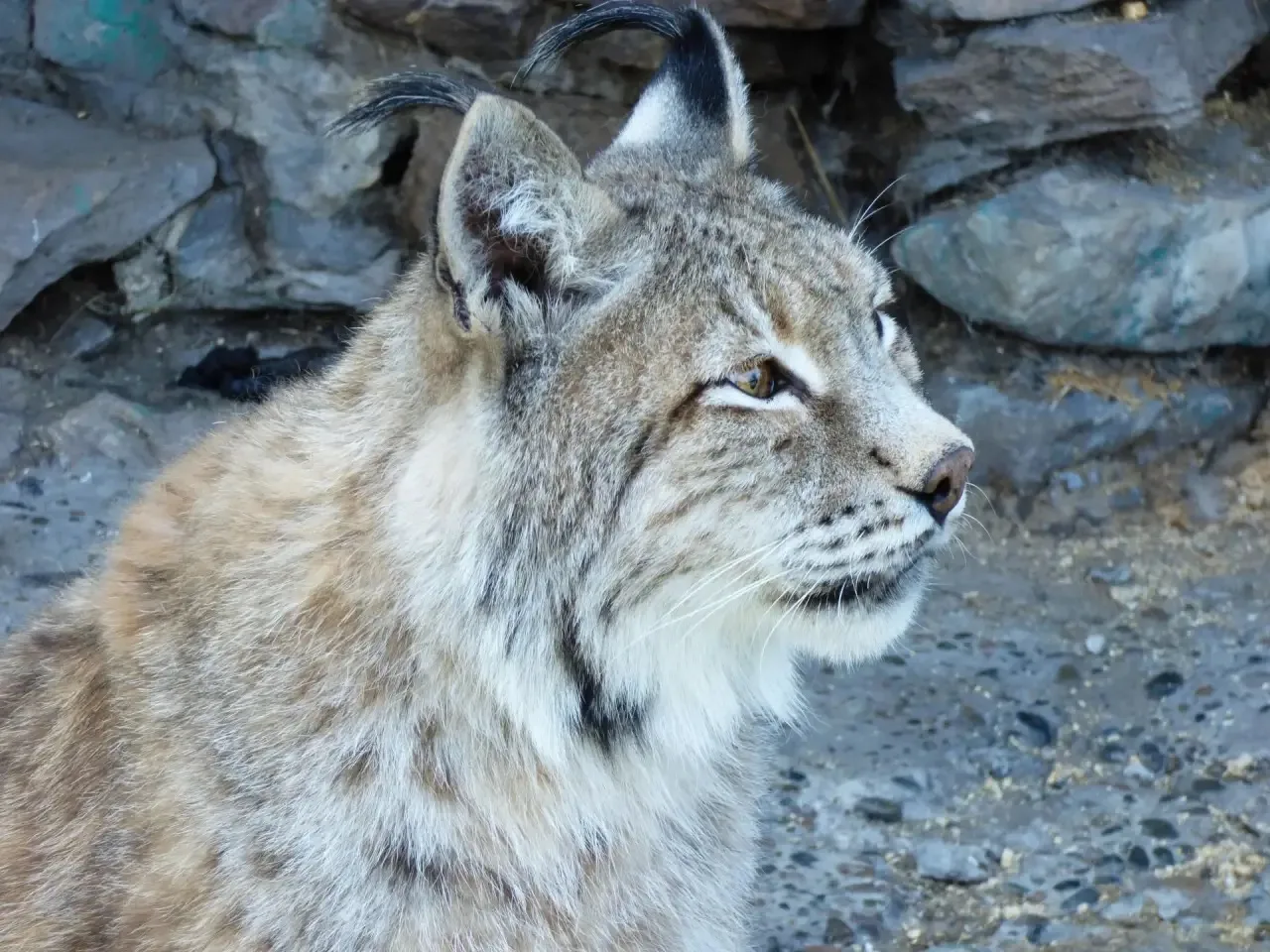 ⚡⚡⚡Друзья, завтра, 30 июня, в Абаканском зоопарке пройдет День Рыси 🐾

С 10:00 до 12:00 вас ждёт на