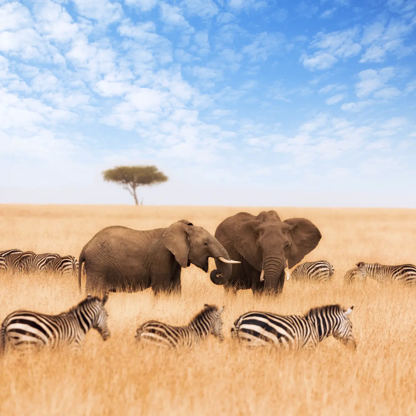 📍Масаи-Мара, Кения