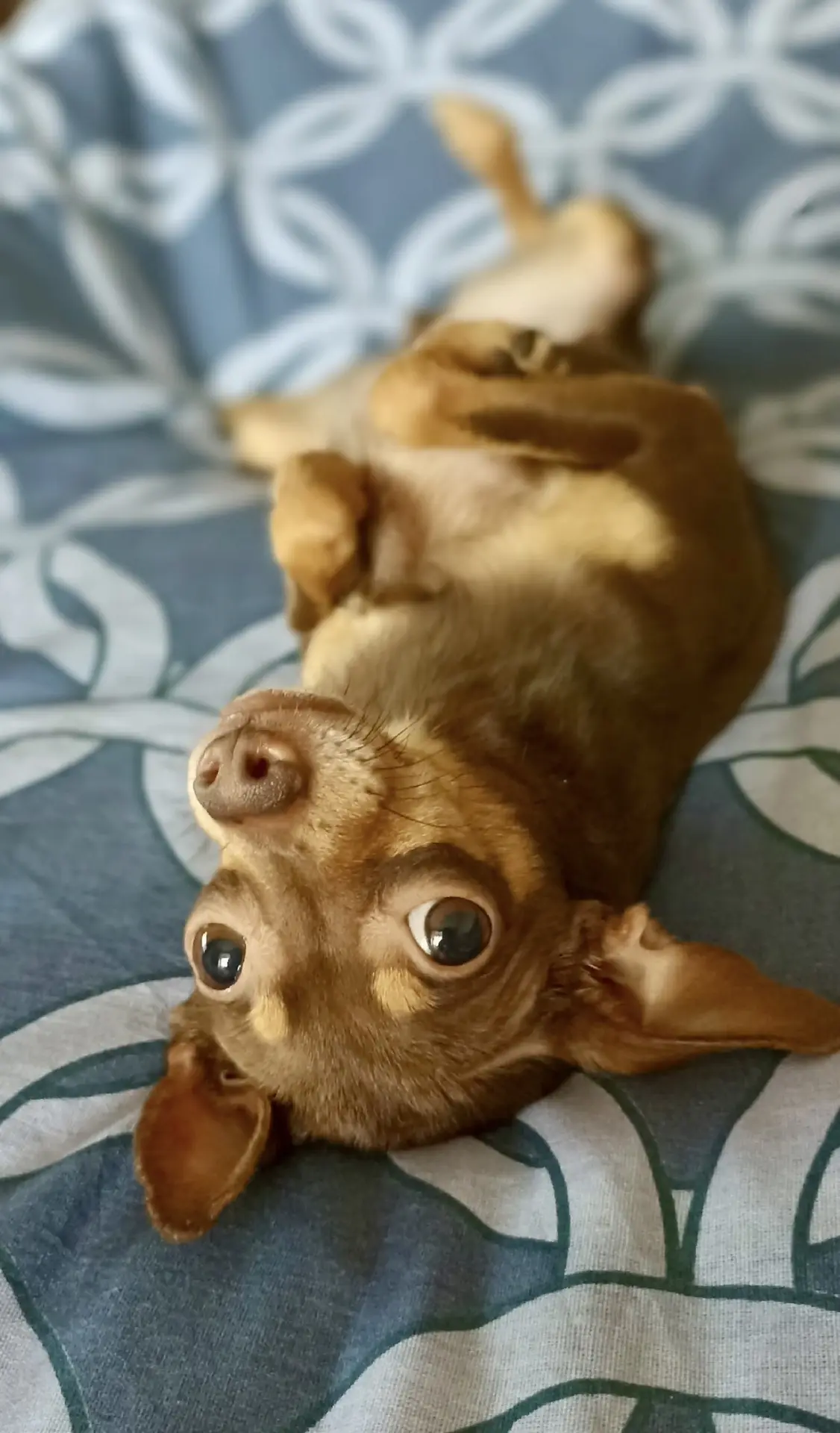 🐾💤🥰