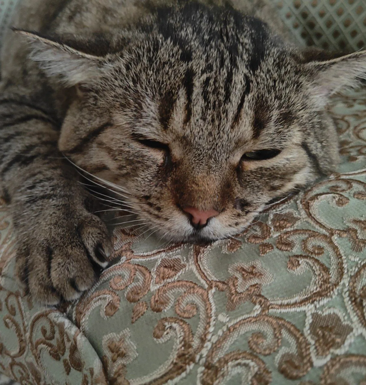 🐈‍⬛ Ладно. Вечером, часов в шесть, будет вам праздничный стрим с позиций.