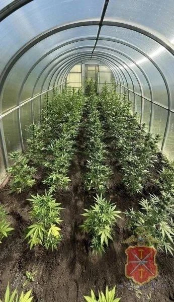 ❗️У мужчины в Ленинском районе в парнике обнаружили более 100 кустов конопли