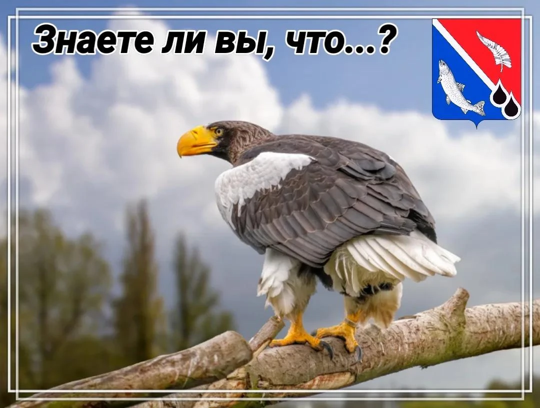 Белоплечие хозяева неба