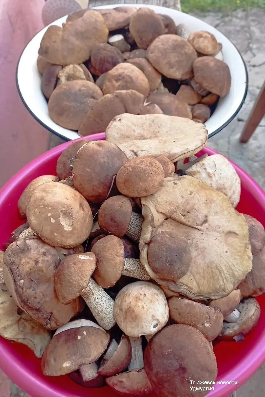 🍄 Грибное нашествие происходит в лесах Удмуртии